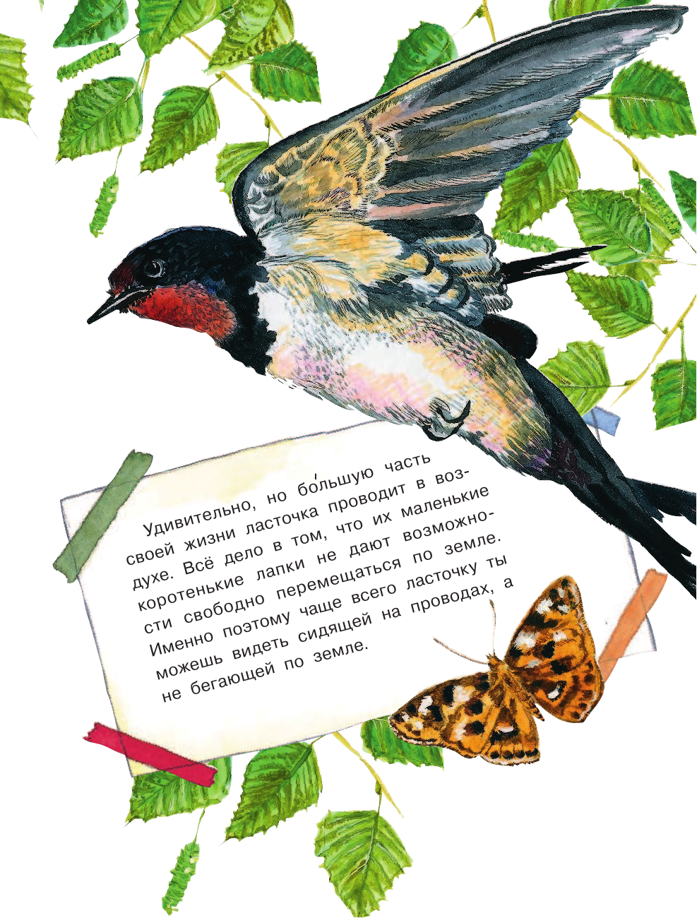  Сколько глаз у стрекозы? - страница 4