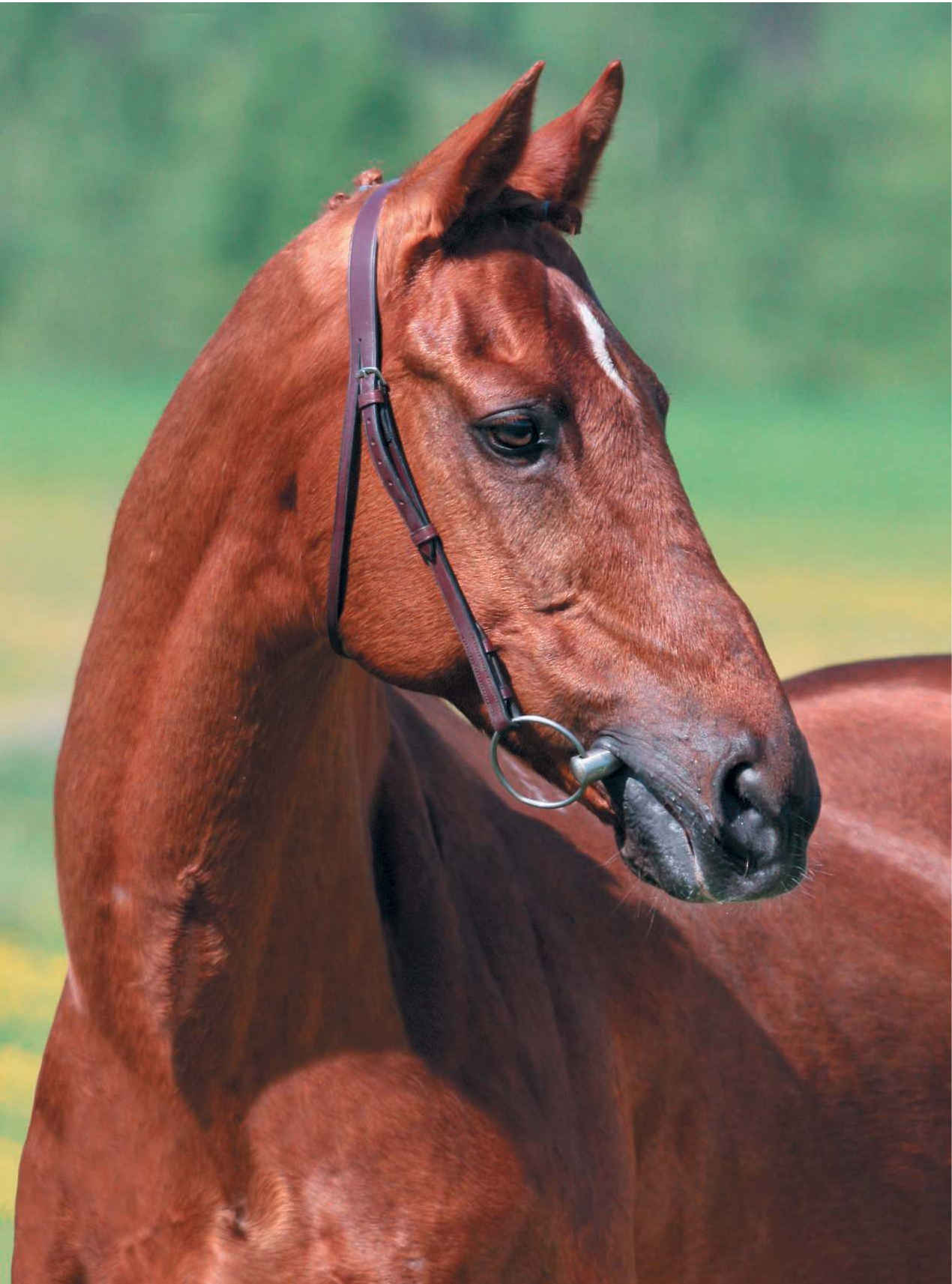 <не указано> Лошади - страница 3