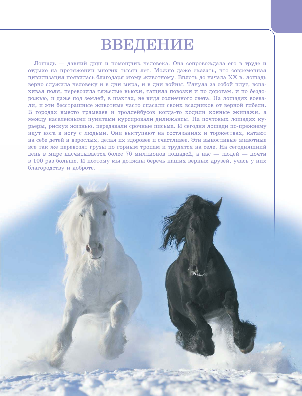  Лошади и пони - страница 4