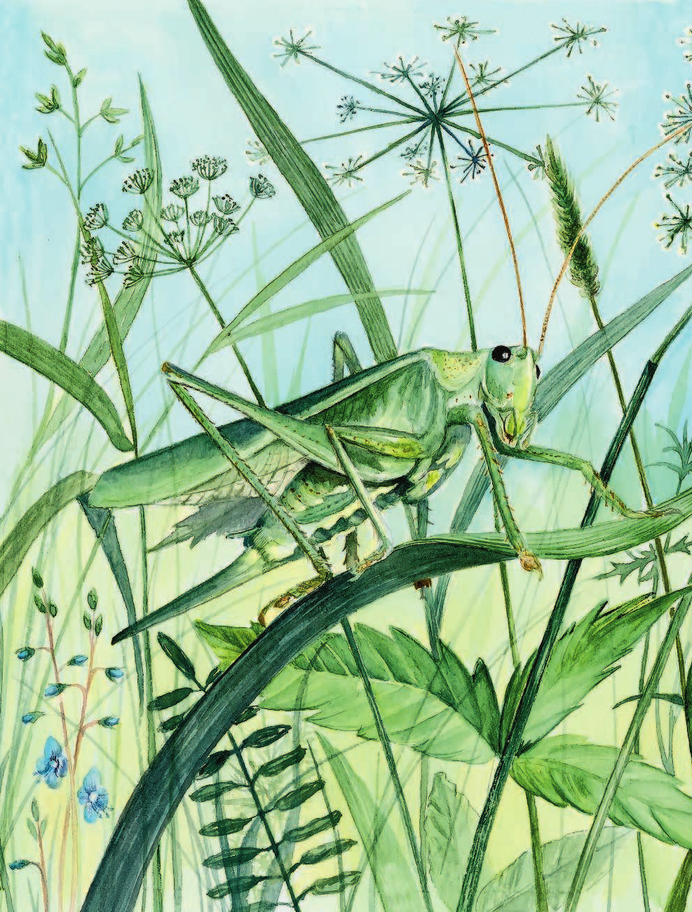 Аракчеева Екатерина Валерьевна Сидел в траве кузнечик - страница 3