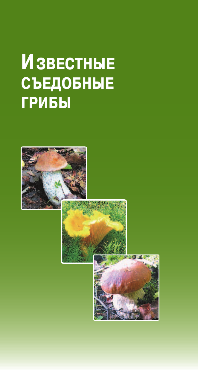Матанцев Александр Николаевич, Матанцева С. Г. Самые распространенные съедобные грибы - страница 4