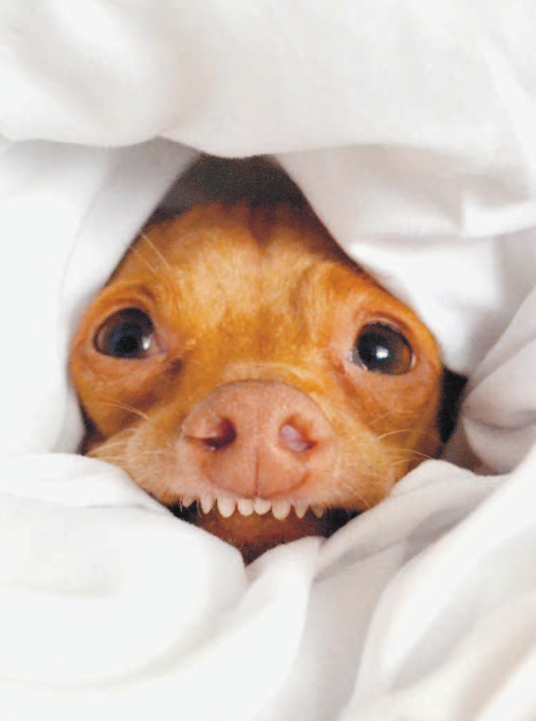 Кортни Дашер Туна. История собаки-улыбаки - страница 3