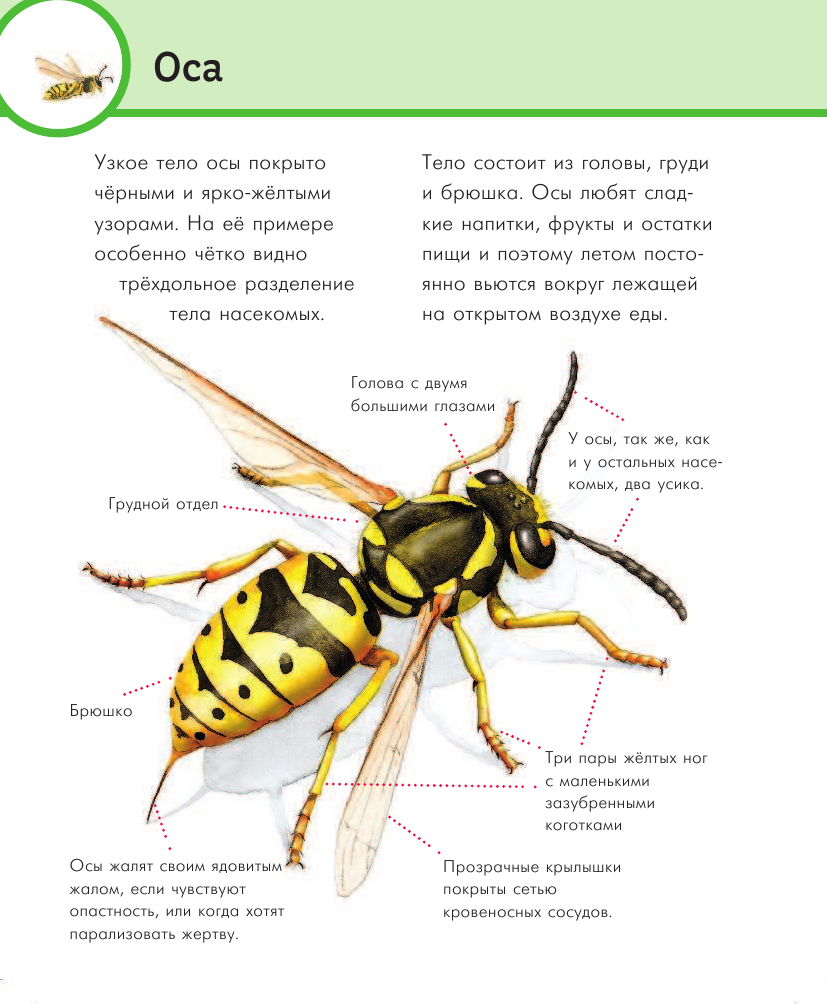 Гернхаузер Сюзанна Насекомые - страница 2