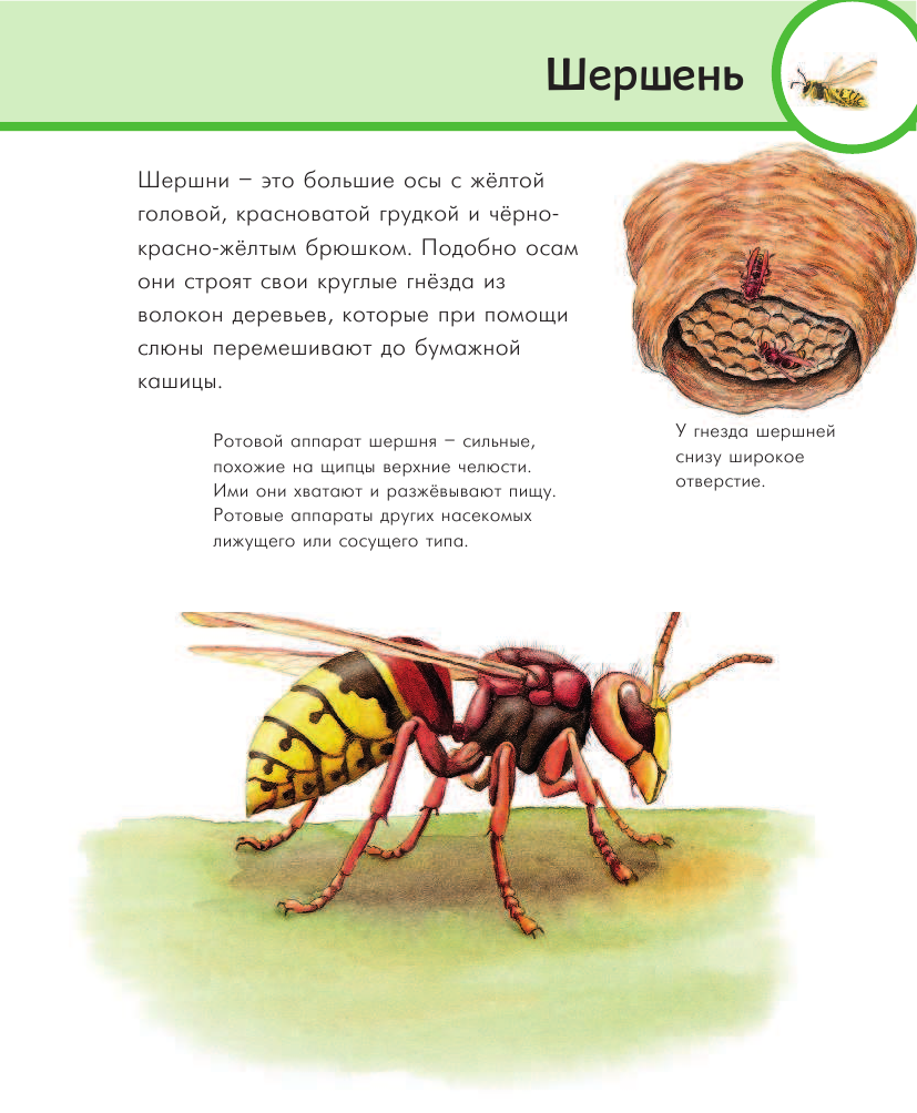 Гернхаузер Сюзанна Насекомые - страница 3