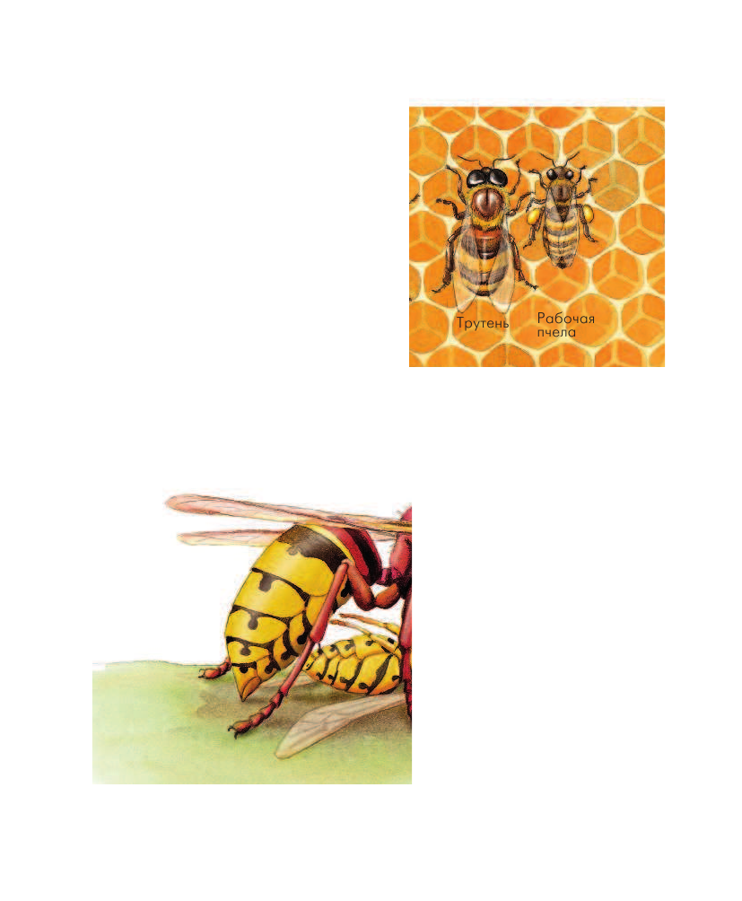 Гернхаузер Сюзанна Насекомые - страница 4