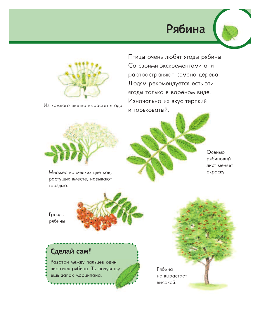 Хенкель Кристина Лес - страница 3