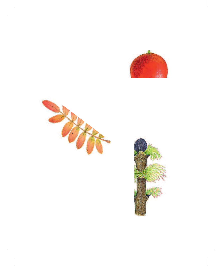 Хенкель Кристина Лес - страница 4