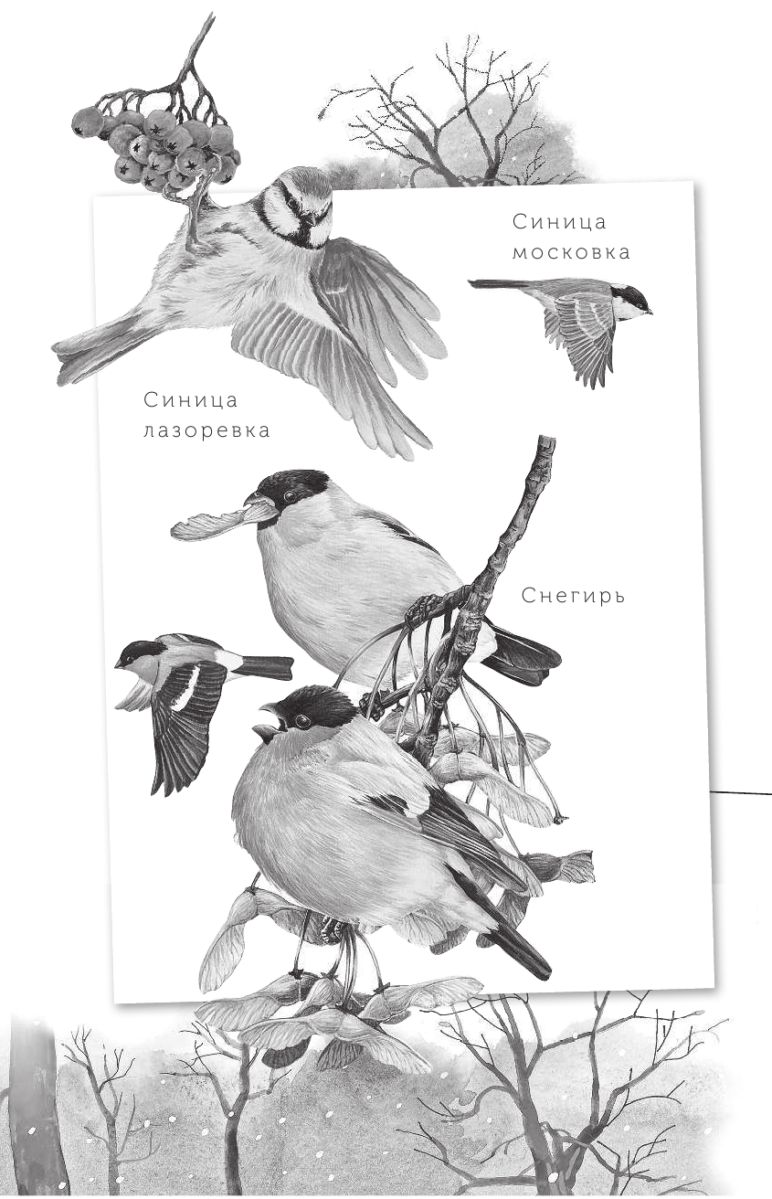 Сладков Николай Иванович Бюро лесных услуг - страница 4