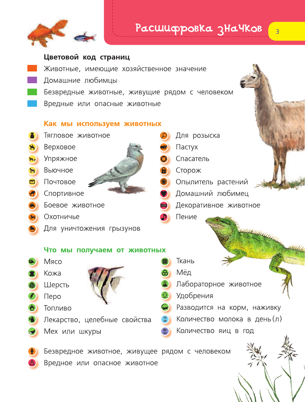  Домашние животные - страница 4