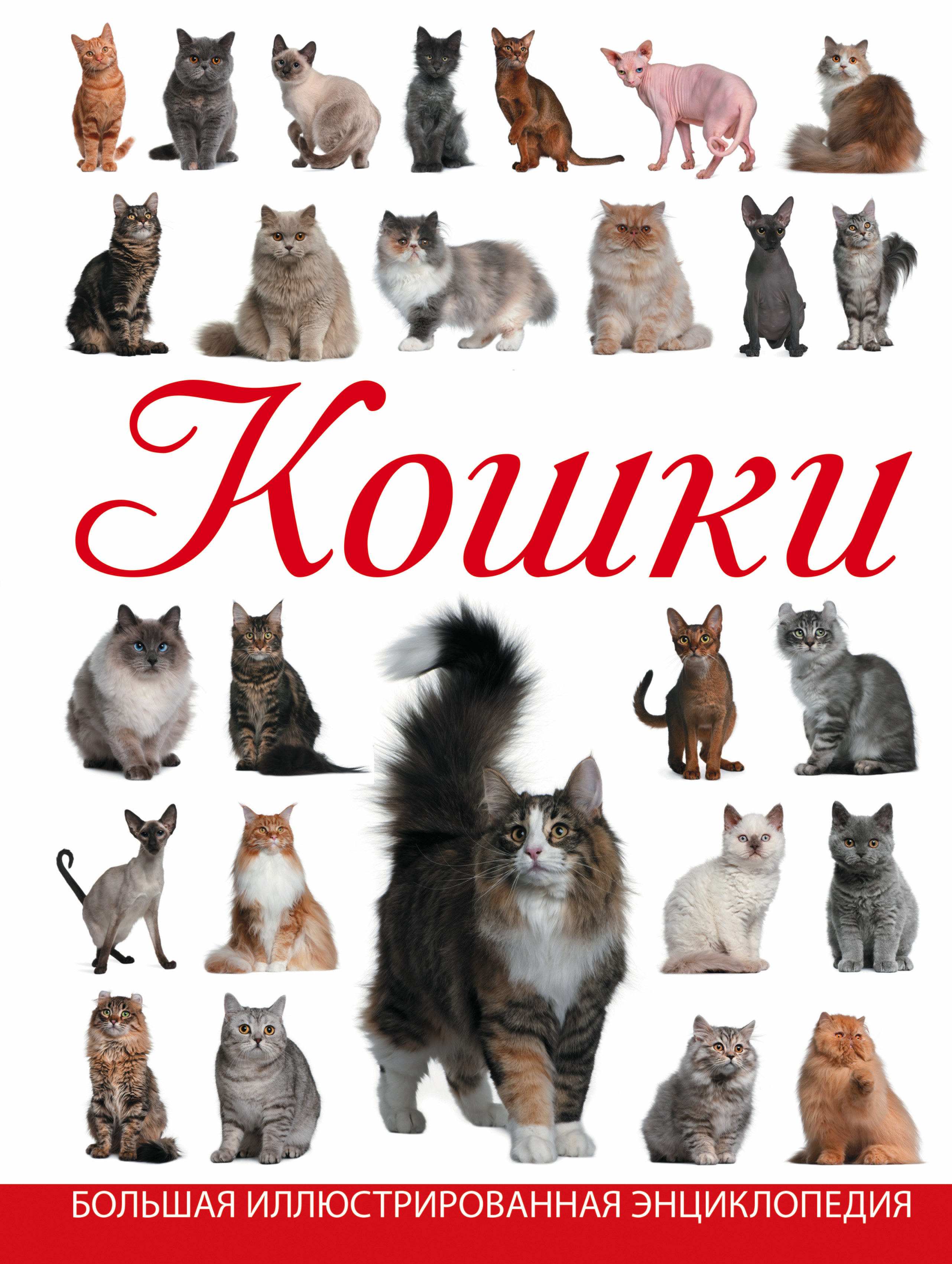 Смирнов Дмитрий Сергеевич Кошки - страница 0