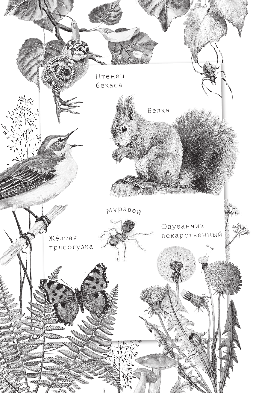 Сладков Николай Иванович Лесные шорохи - страница 3