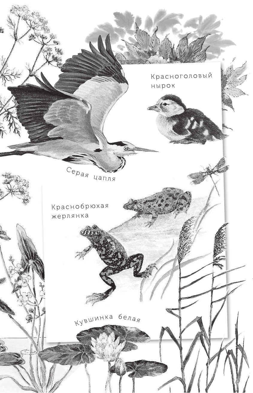 Снегирев Геннадий Яковлевич Умный дикобраз - страница 3