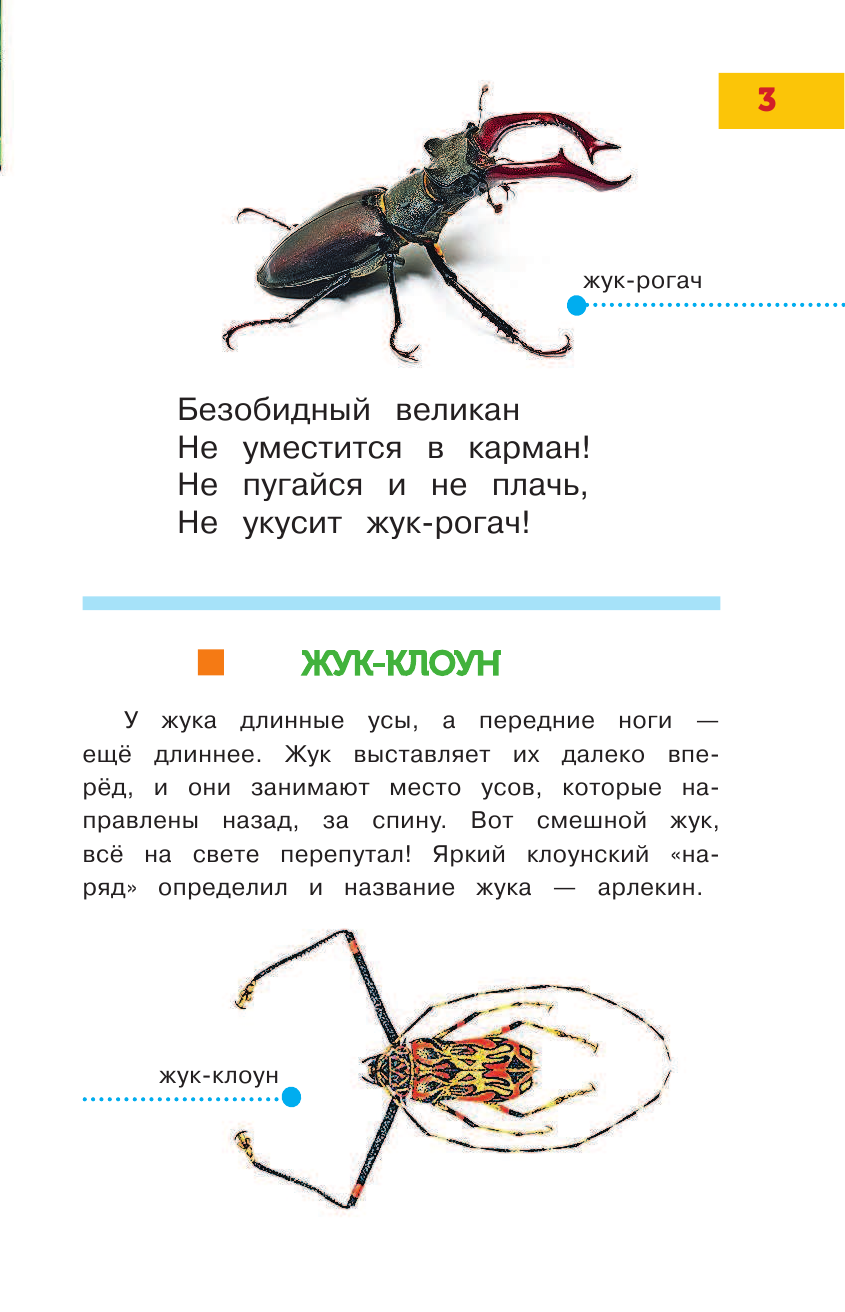  Такие удивительные насекомые - страница 4