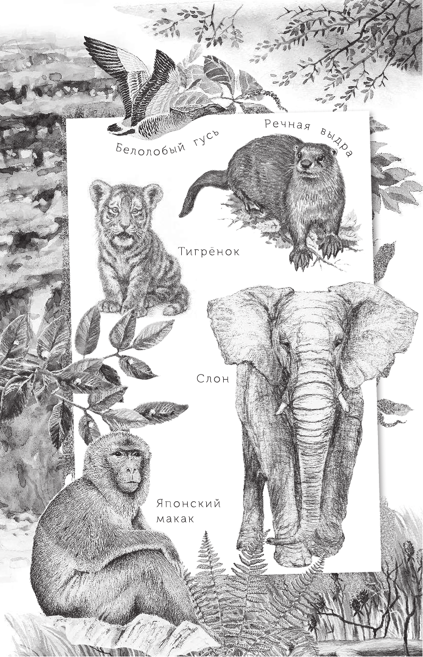 Чаплина Вера Васильевна Мои питомцы - страница 3