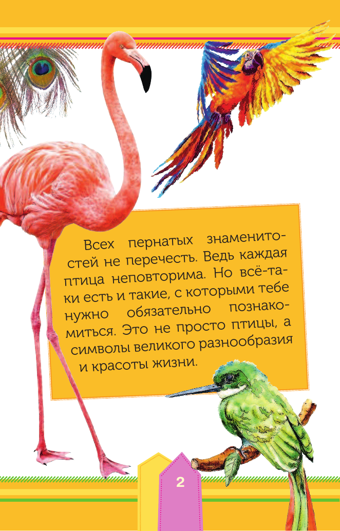  Удивительные птицы - страница 3