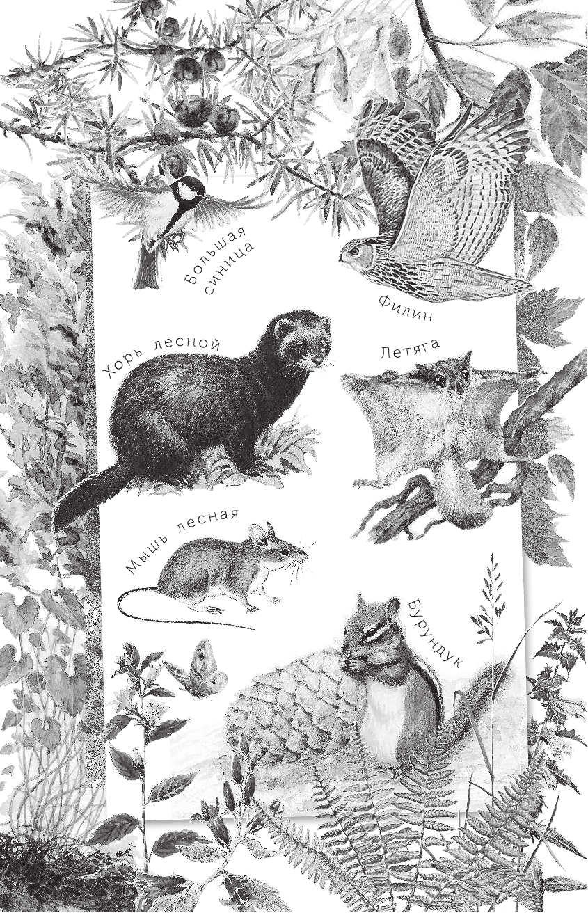 Соколов-Микитов Иван Сергеевич Русский лес - страница 3