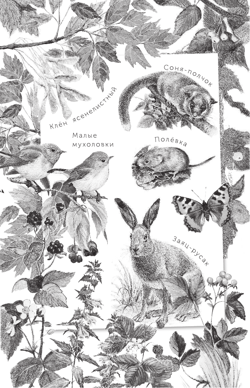  Лесная сказка - страница 3