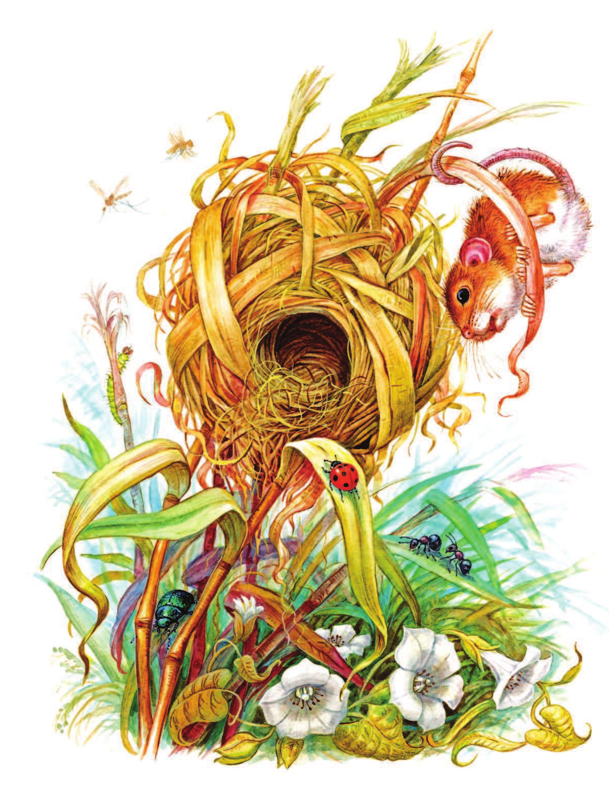 Бианки Виталий Валентинович Мышонок Пик и другие сказки ДМ - страница 3