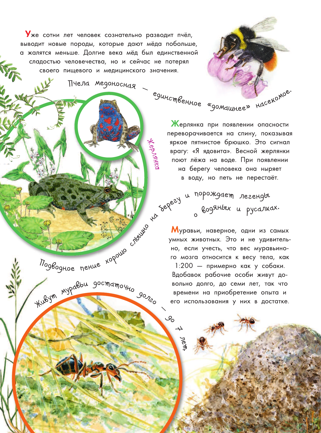  Что умеют животные? - страница 2