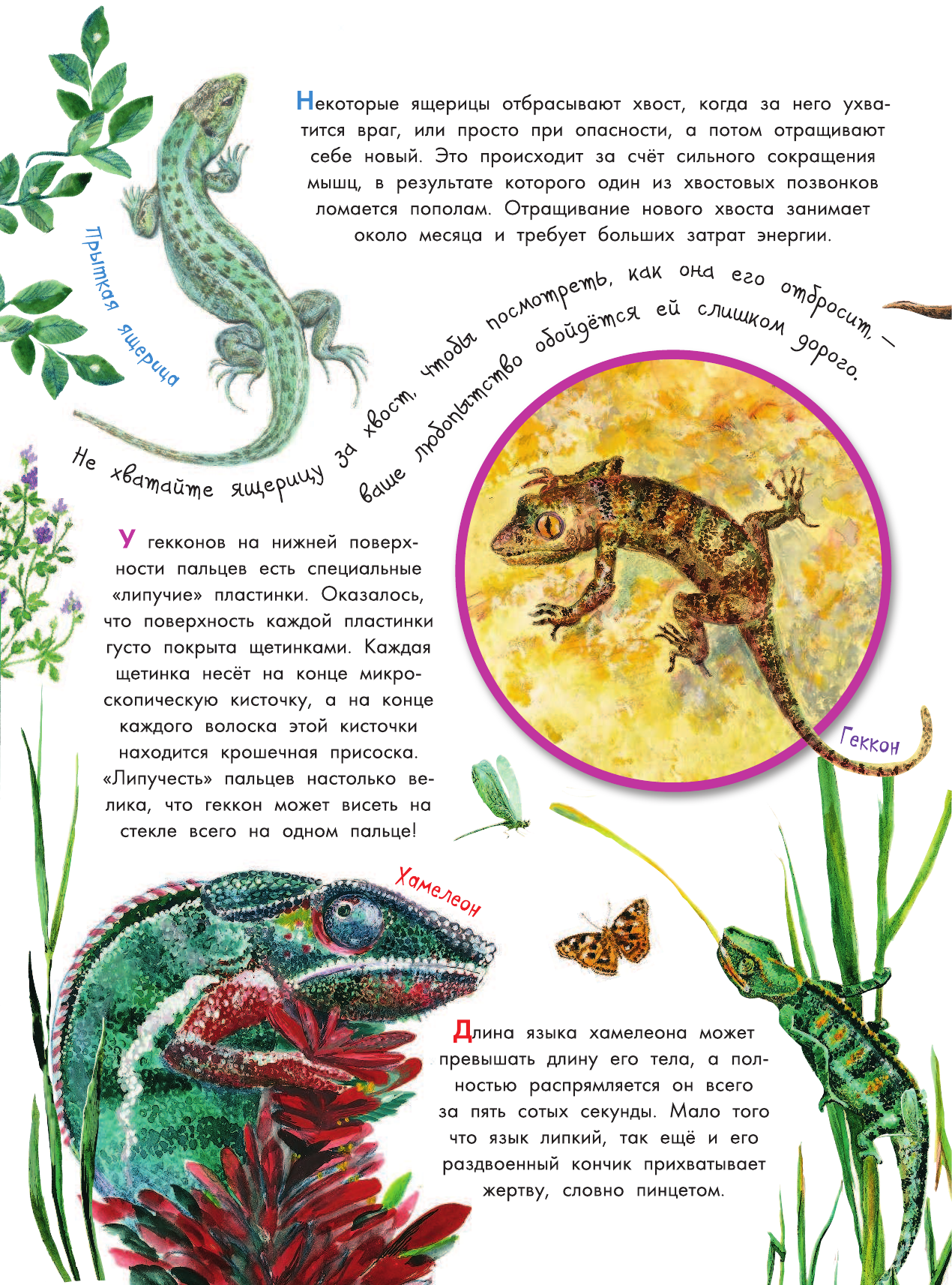  Что умеют животные? - страница 3