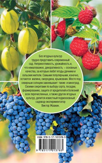 Виноград, малина, смородина, крыжовник и другие ягоды