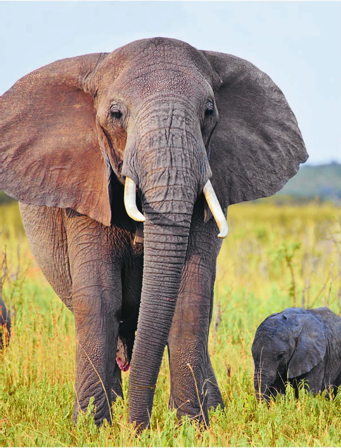 Куклачев Юрий Дмитриевич От слона до муравья с Юрием Куклачёвым - страница 3