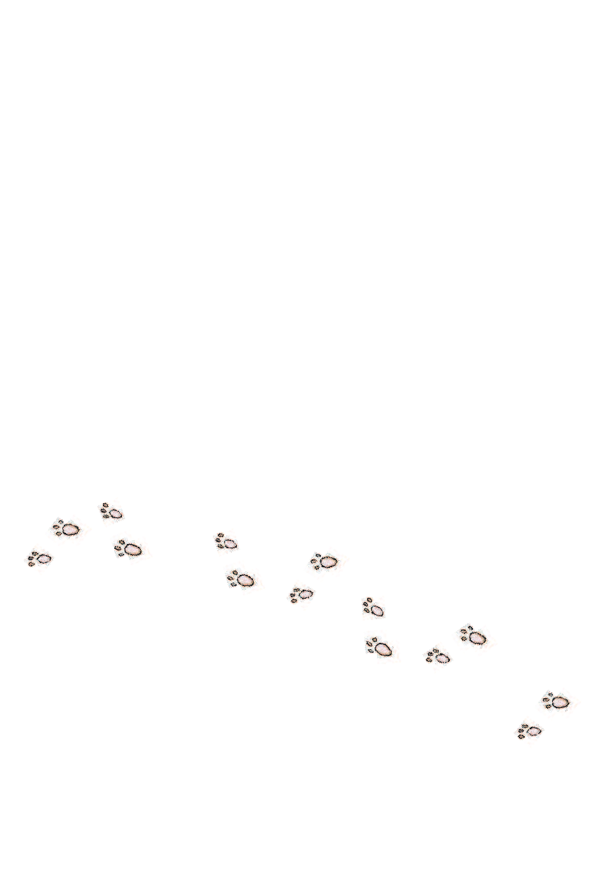 Беловицкая Анна  Русский язык. Грамотные коты - страница 3