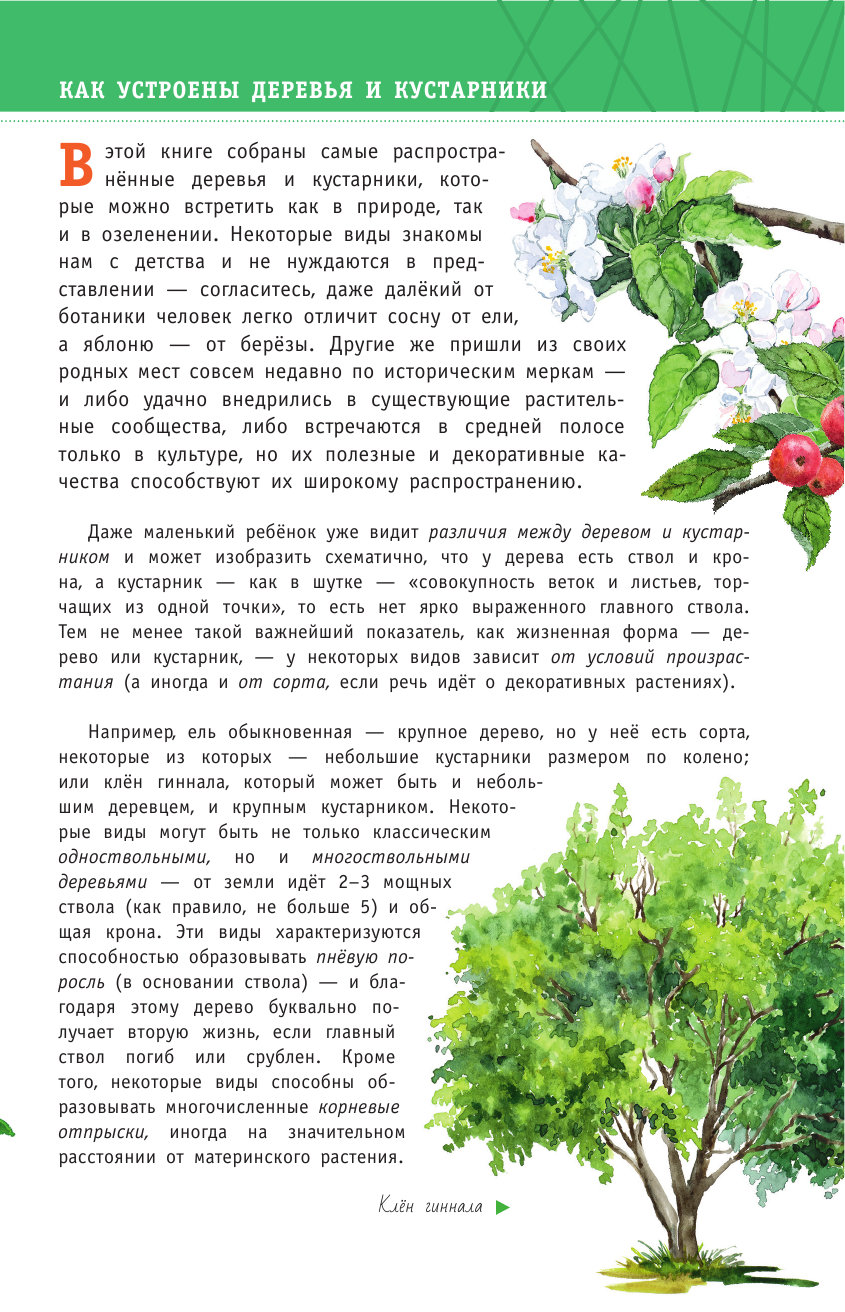 Пескова Ирина Михайловна Деревья и кустарники - страница 2