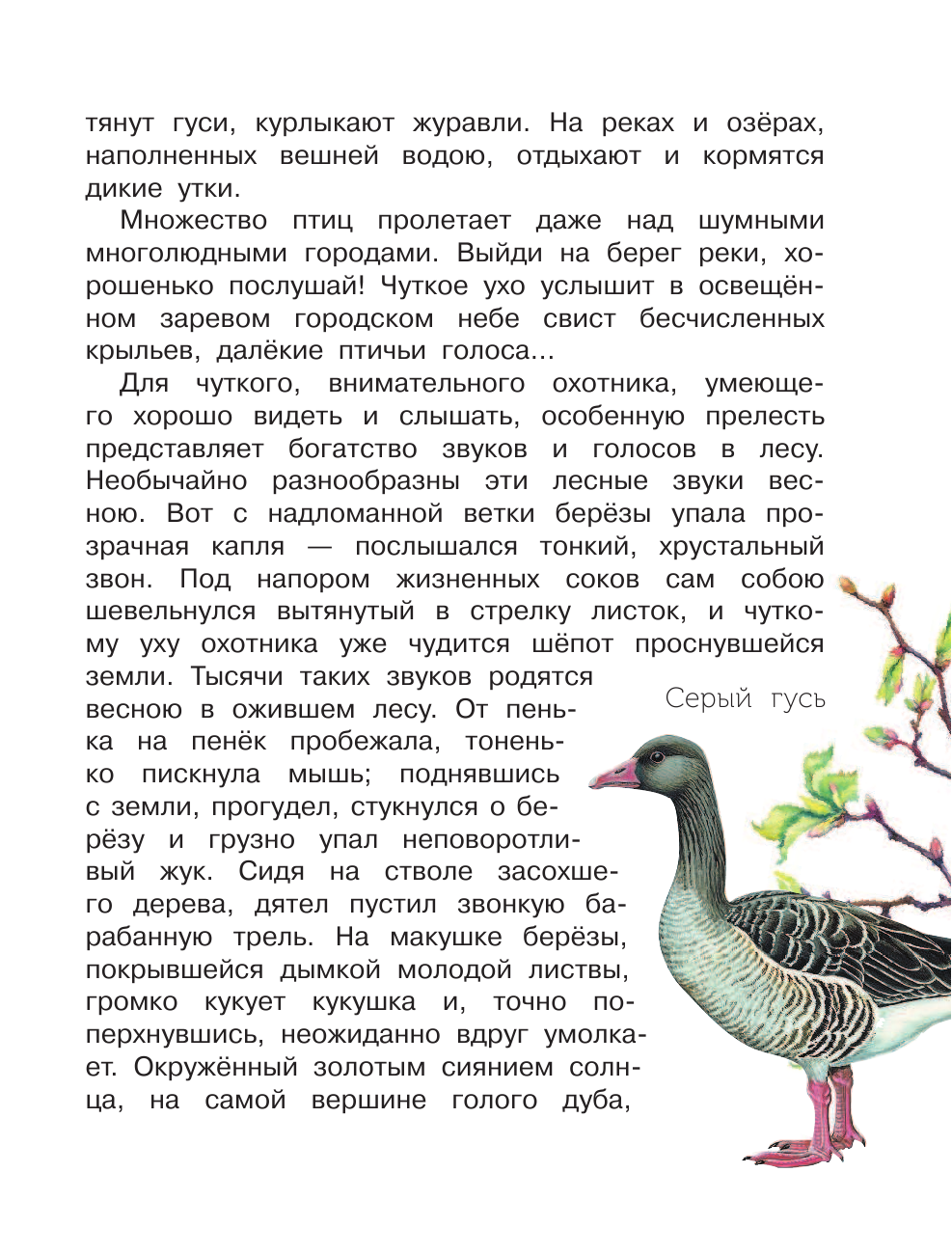 Соколов-Микитов Иван Сергеевич Лесные рассказы - страница 4