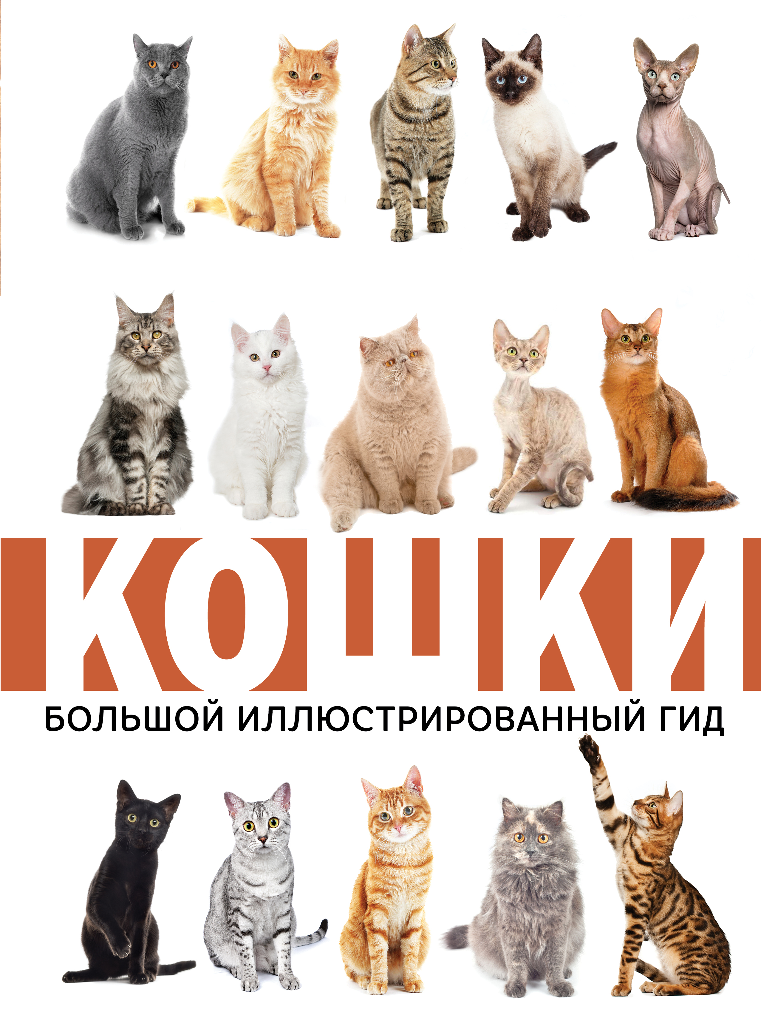  Кошки - страница 0
