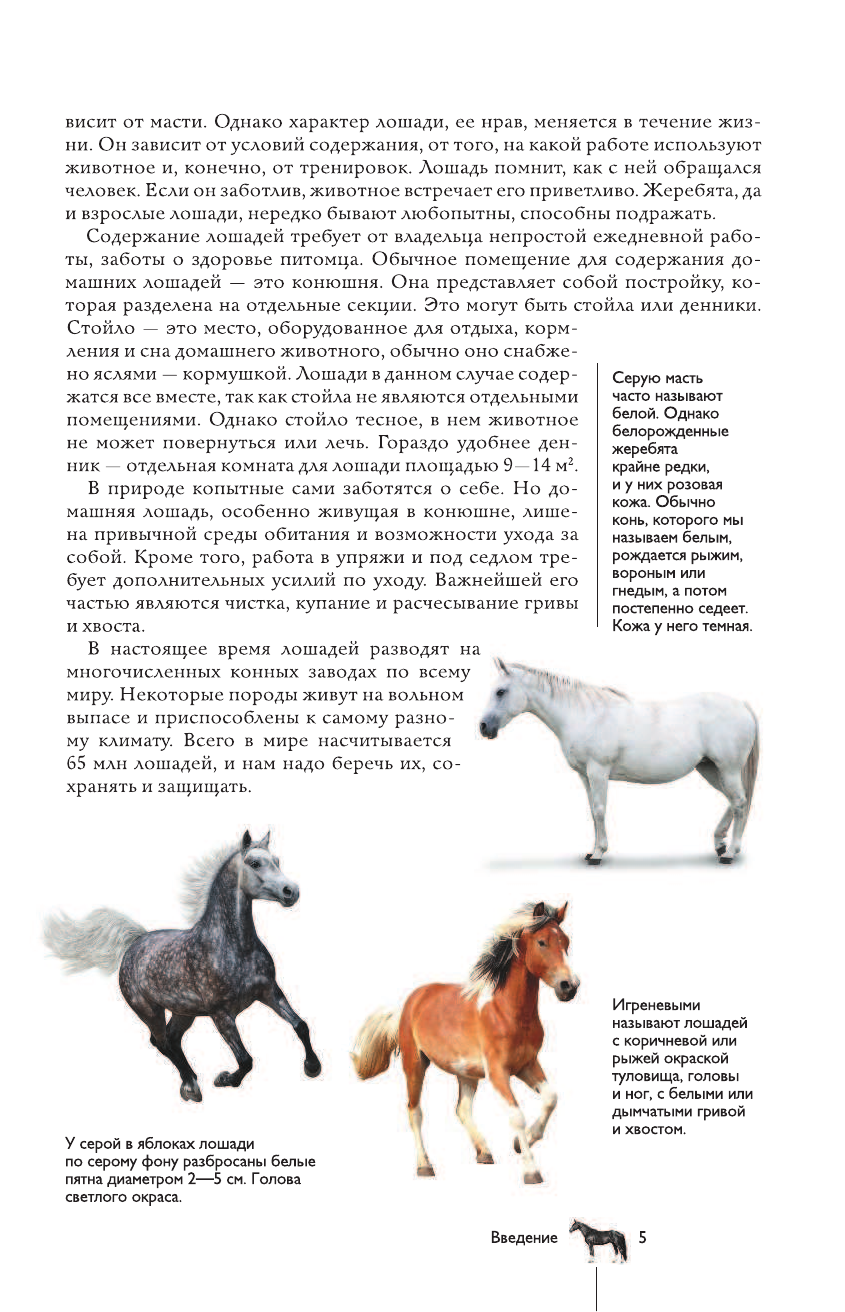  Лошади. Иллюстрированный гид - страница 4