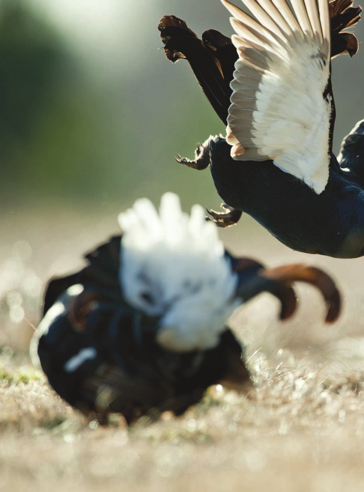 Гусев Илья Валерьевич Большая энциклопедия охоты - страница 3