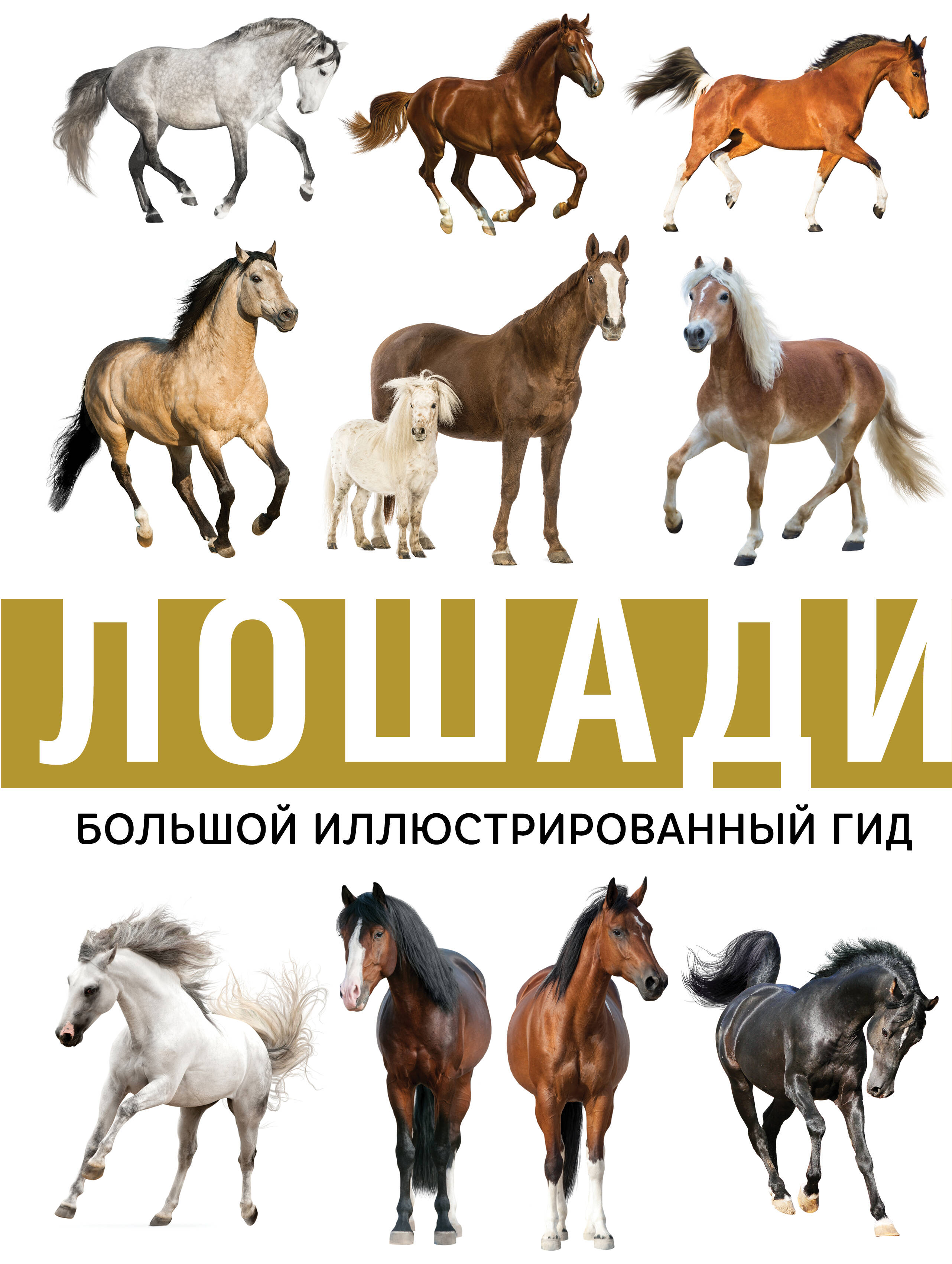  Лошади - страница 0