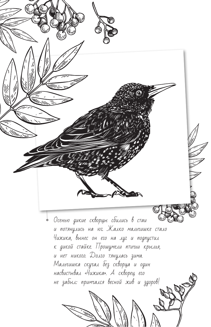 Тихонов Александр Васильевич Бюро лесных услуг - страница 1