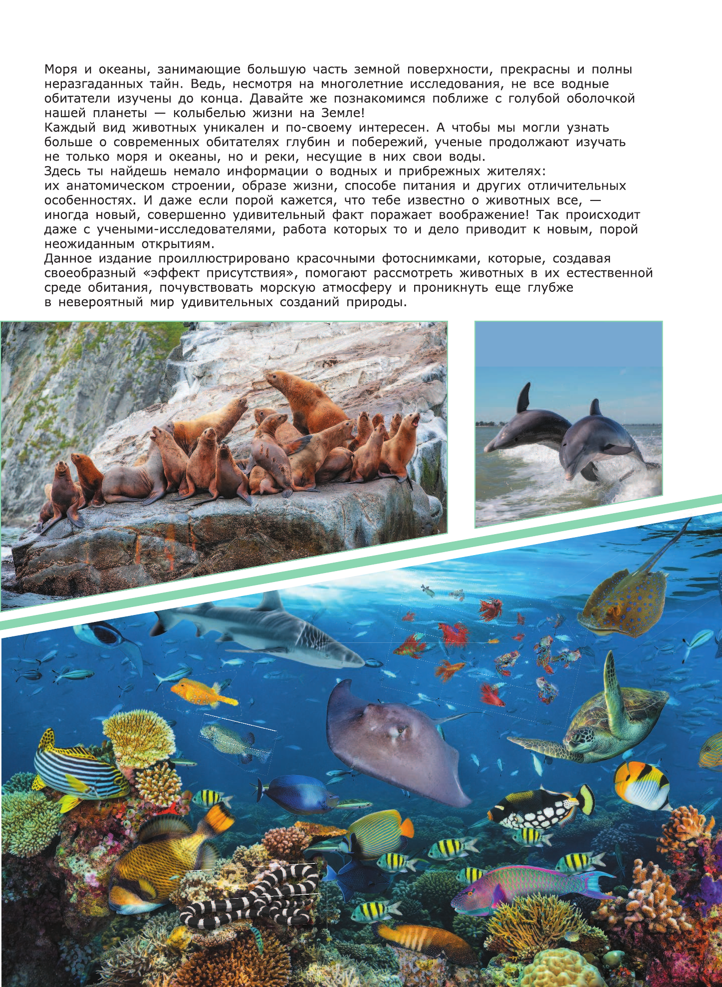 Ликсо Вячеслав Владимирович Животные морей и океанов - страница 2