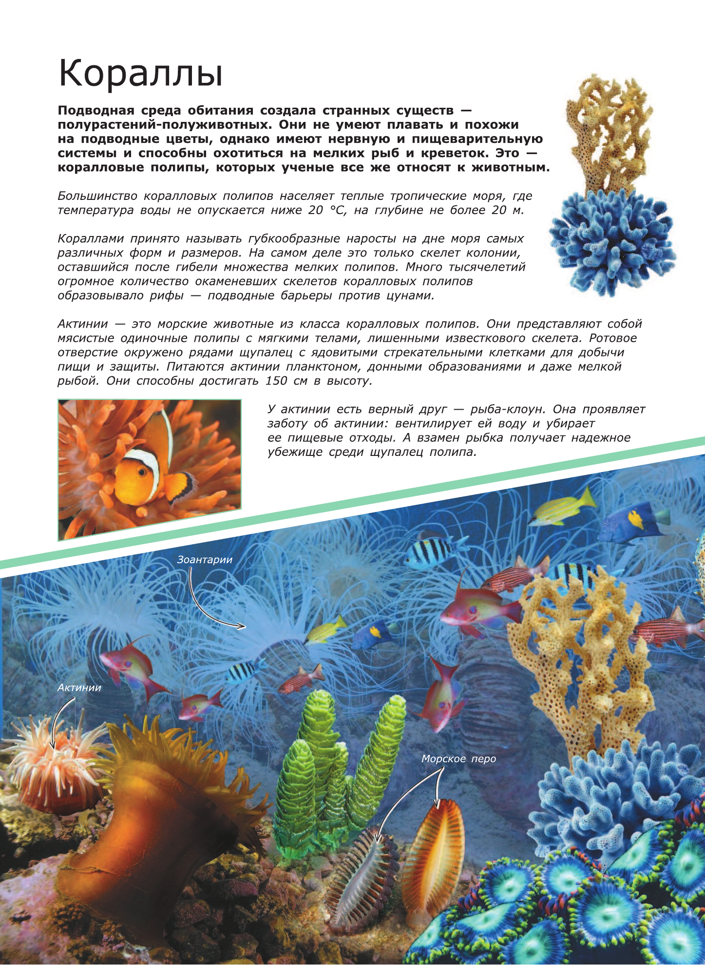 Ликсо Вячеслав Владимирович Животные морей и океанов - страница 3