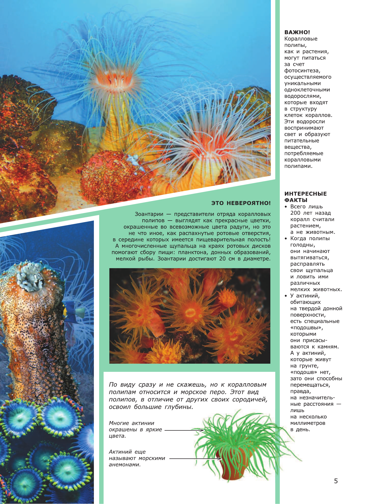 Ликсо Вячеслав Владимирович Животные морей и океанов - страница 4