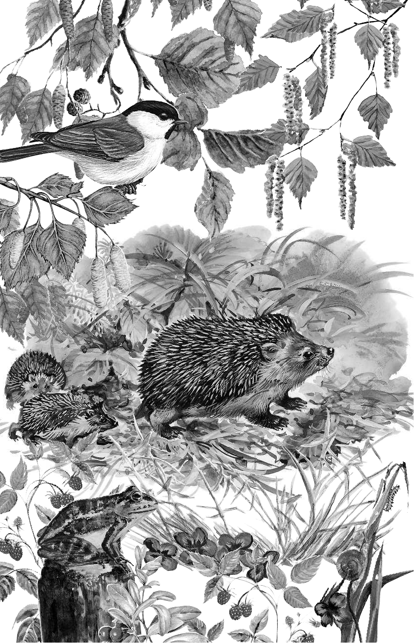 Пришвин Михаил Михайлович Рассказы о животных - страница 3