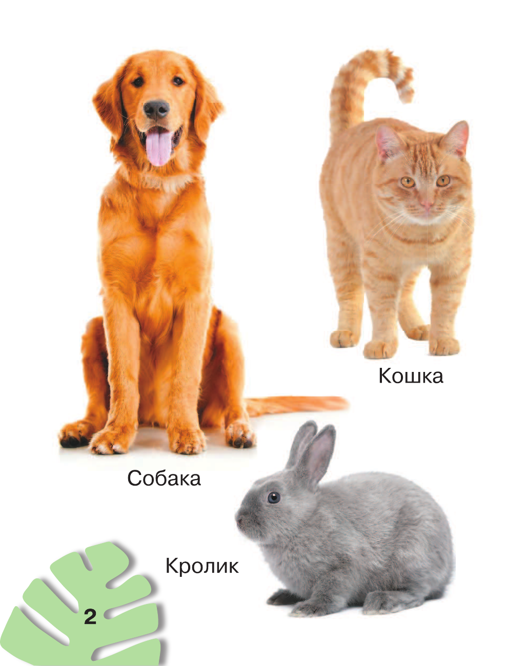 Животные. 200 картинок - страница 3