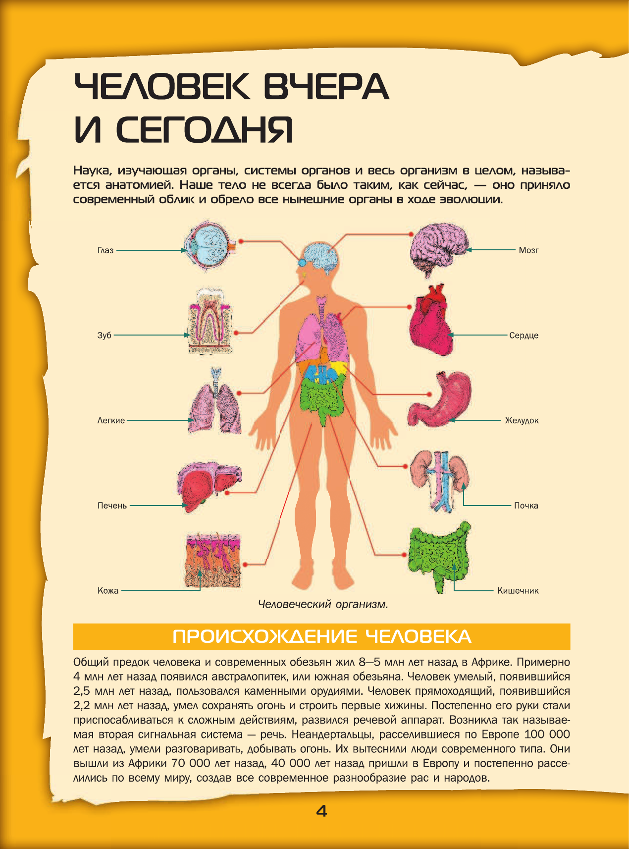 <не указано> Большой 4D-атлас анатомии человека - страница 3