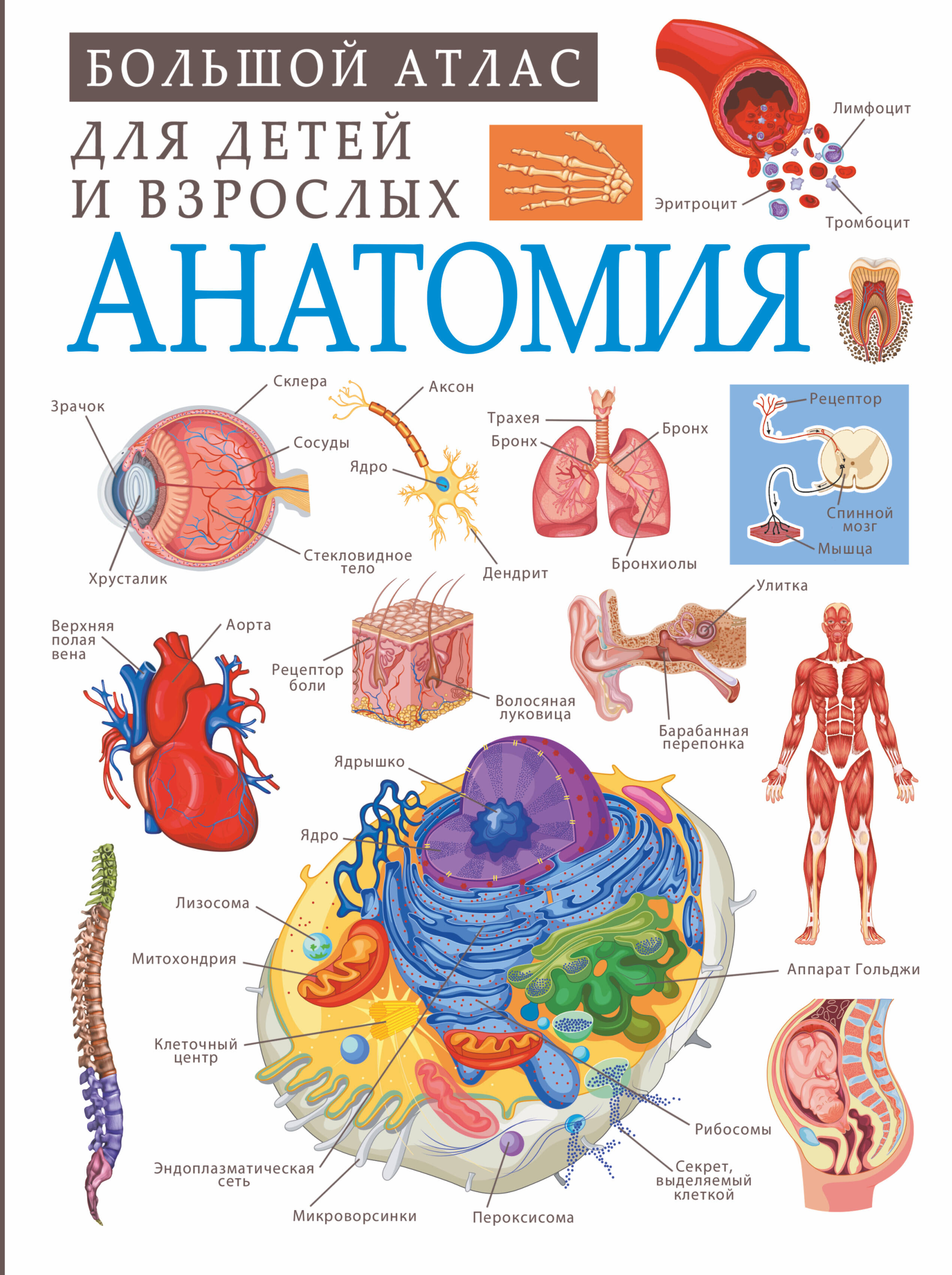  Анатомия - страница 0