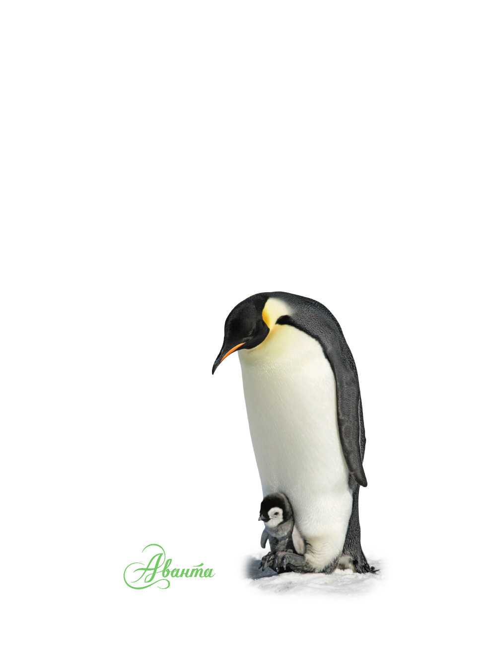 Джонсон Джинни Животные - страница 2