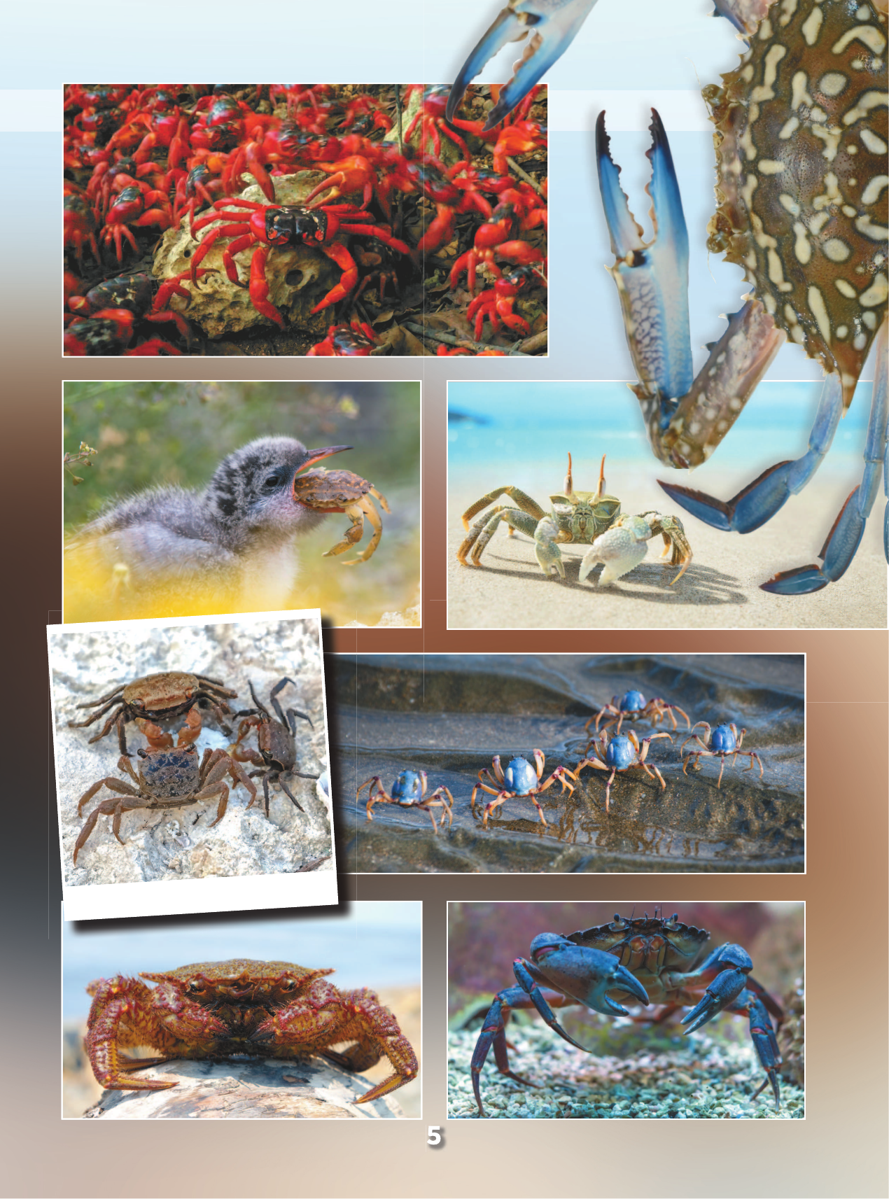  Подводный мир. 101 видео и 1001 фотография - страница 4