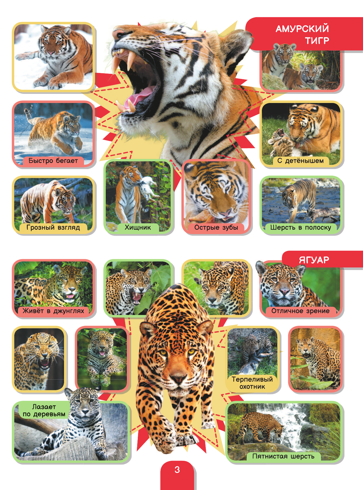  5000 фотографий, которые можно рассматривать целый год - страница 4