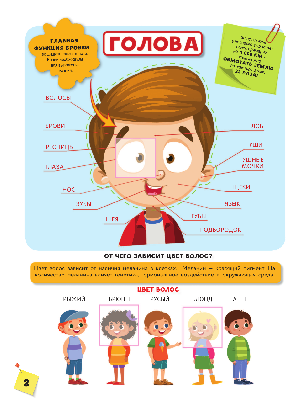  Тело человека - страница 3