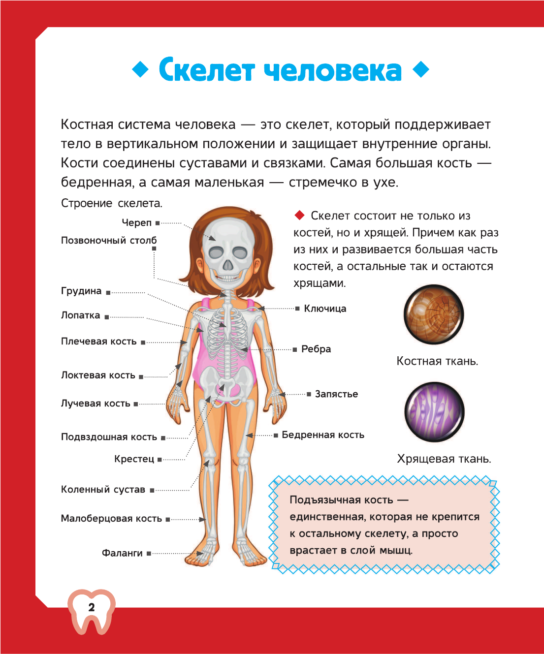 Спектор Анна Артуровна Тело человека - страница 3