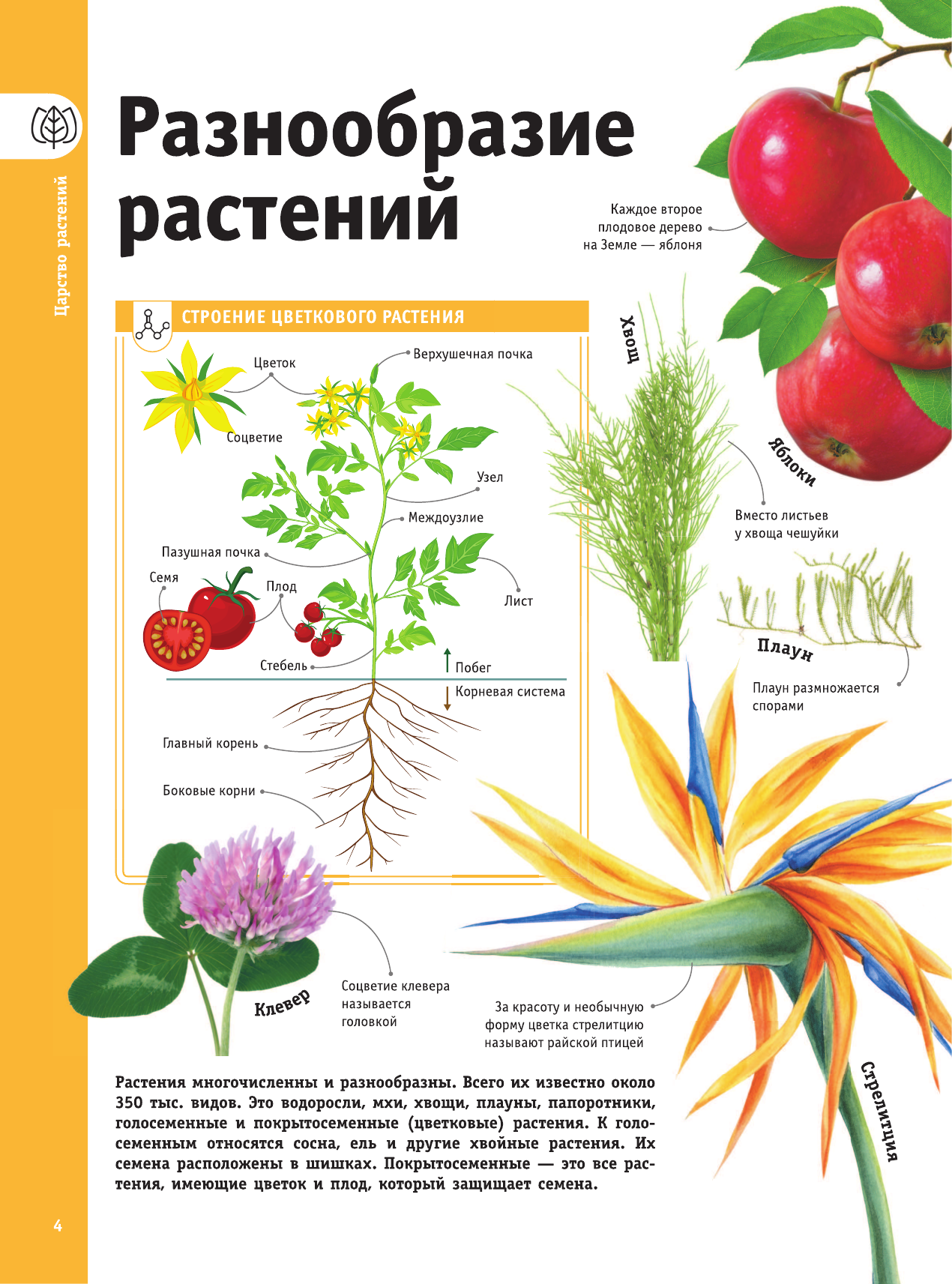 Спектор Анна Артуровна Деревья, листья, цветы и семена - страница 3