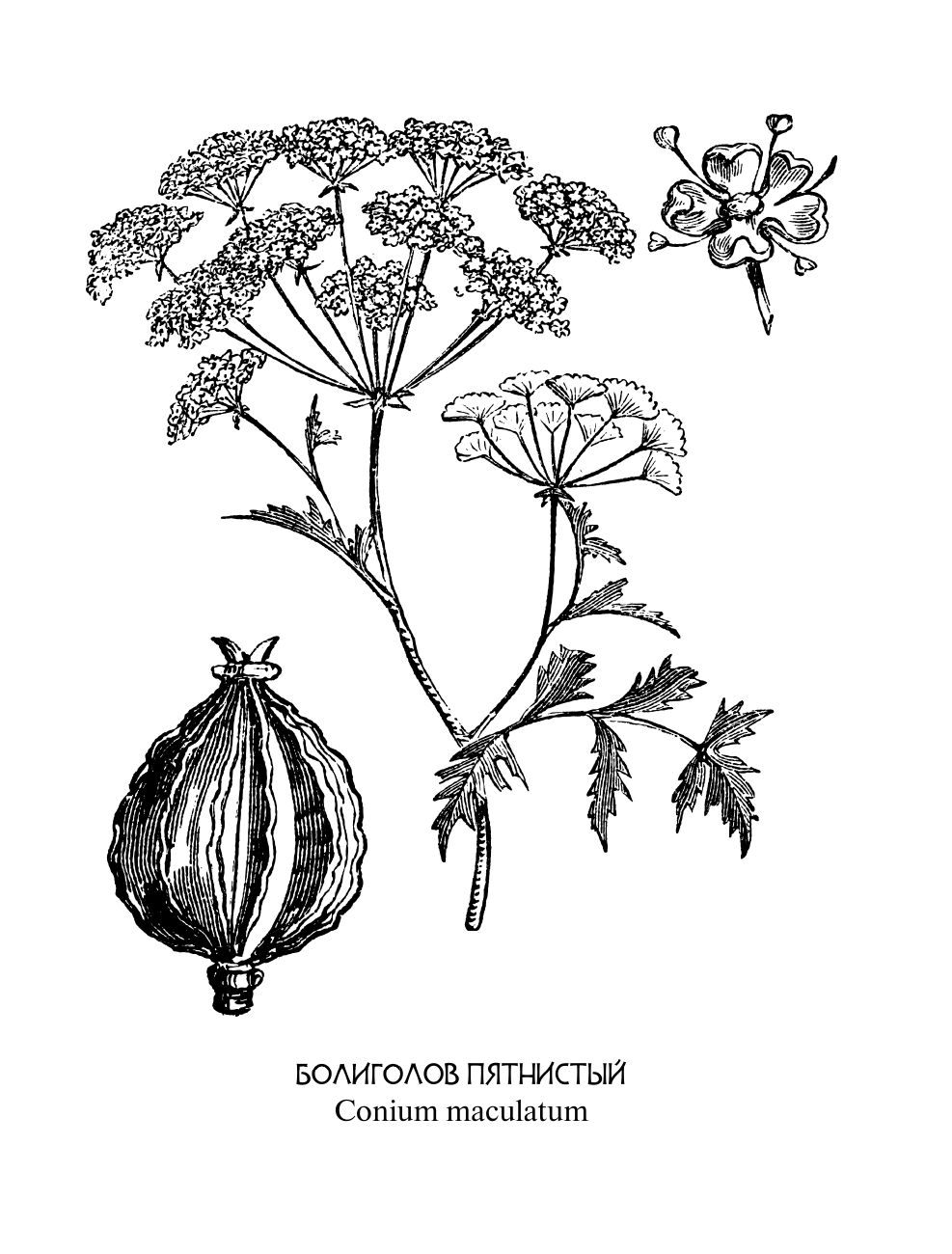  Ботаникум: ядовитые травы, страшные корни и опасные ягоды - страница 4