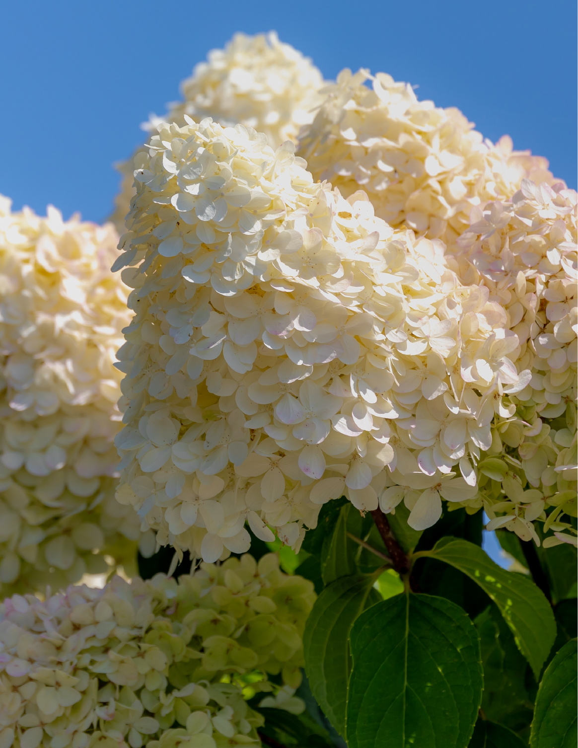 Кочелаева Лариса Николаевна Гортензии. Выращиваем, ухаживаем и наслаждаемся в любом саду - страница 2