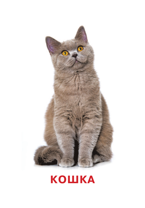 Дмитриева Валентина Геннадьевна Развивающие карточки Домана. 0-3 лет - страница 3